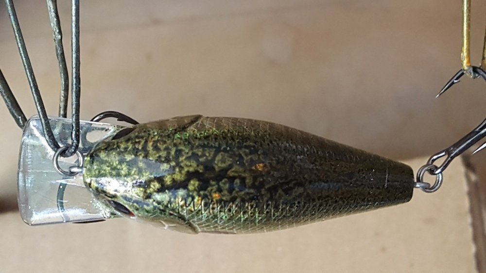 1.5 chrome shad 2.jpg