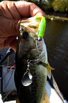 Beetle Spin - Fishing Tackle - Bass Fishing Forums